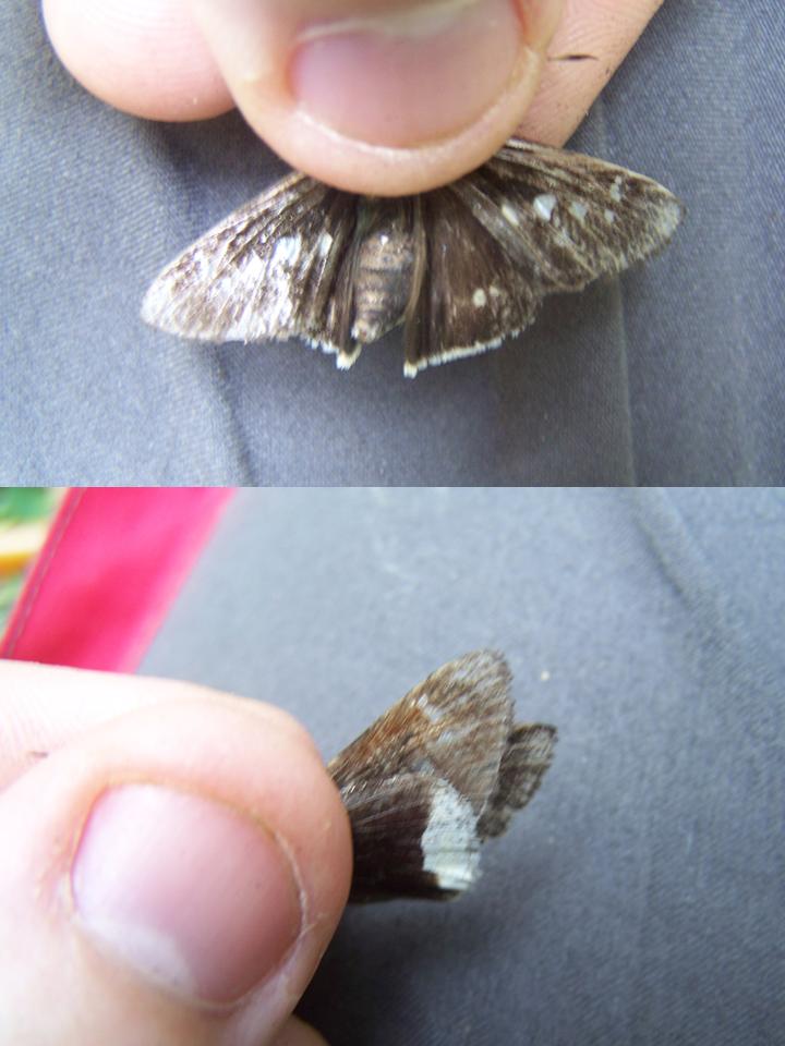 FIGURE 3b FIGURE 3b